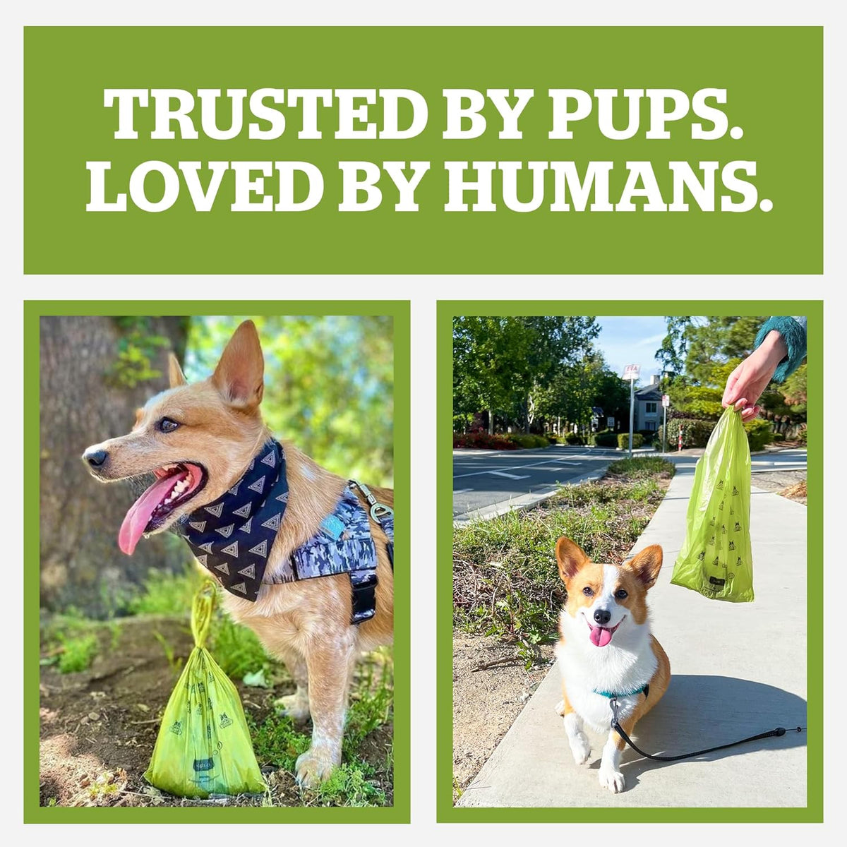 Pogi'S Large Dog Poop Bags with Handles, Fresh Scent, Extra Thick, 900 Bags